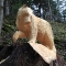 baer