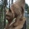 luchs